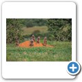 Erdm&auml;nnchen