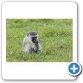 s&uuml;dliche Gr&uuml;nmeerkatze