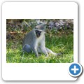 s&uuml;dliche Gr&uuml;nmeerkatze