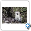 s&uuml;dliche Gr&uuml;nmeerkatze