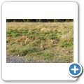 Borstenh&ouml;rnchen