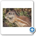 Borstenh&ouml;rnchen