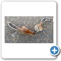 Borstenh&ouml;rnchen
