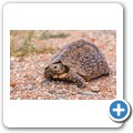 Fahrt zum Mokala NP - Pantherschildkr&ouml;te