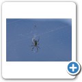 Radnetzspinne