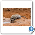 s&uuml;dliche Gr&uuml;nmeerkatze