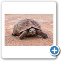 Leopardenschildkr&ouml;te