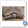 Leopardenschildkr&ouml;te