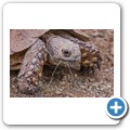 Leopardenschildkr&ouml;te