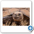 Leopardenschildkr&ouml;te