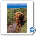 Highland Rind