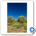 Rhebokskraal Olive Estate - Tour incl. Mittagessen