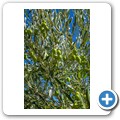 Rhebokskraal Olive Estate - Tour incl. Mittagessen