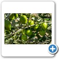 Rhebokskraal Olive Estate - Tour incl. Mittagessen