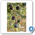 Rhebokskraal Olive Estate - Tour incl. Mittagessen