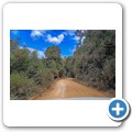 Gouna Forrest