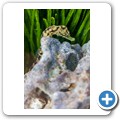 Knysna - Thesen Island