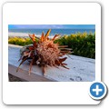 Seaview - Restaurant 'Barnacles'