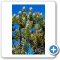 Van Staadens Wild Flower Reseve