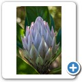 Van Staadens Wild Flower Reseve