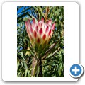 Van Staadens Wild Flower Reseve