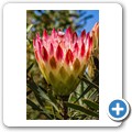 Van Staadens Wild Flower Reseve