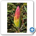 Van Staadens Wild Flower Reseve