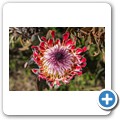 Van Staadens Wild Flower Reseve