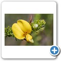 Van Staadens Wild Flower Reseve