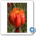 Van Staadens Wild Flower Reseve
