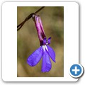 Van Staadens Wild Flower Reseve