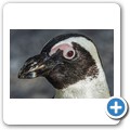 Sanccob - Brillenpinguin