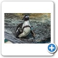 Sanccob - Brillenpinguin