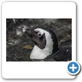 Sanccob - Brillenpinguin