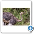Kragga Kamma Game Reserve - Strau&szlig;