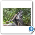 Kragga Kamma Game Reserve - Wasserbock