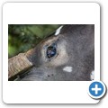 Kragga Kamma Game Reserve - Wasserbock