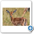 Kragga Kamma Game Reserve - Impala