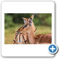 Kragga Kamma Game Reserve - Impala