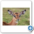 Kragga Kamma Game Reserve - Impala