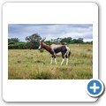 Kragga Kamma Game Reserve - Buntbock