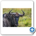 Kragga Kamma Game Reserve - Gnu