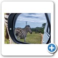 Kragga Kamma Game Reserve - Zebra