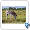 Kragga Kamma Game Reserve - Zebra
