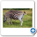 Kragga Kamma Game Reserve - Zebra