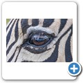 Kragga Kamma Game Reserve - Zebra