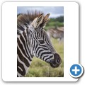 Kragga Kamma Game Reserve - Zebra