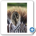 Kragga Kamma Game Reserve - Zebra