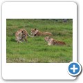 Kragga Kamma Game Reserve - L&ouml;we