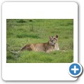 Kragga Kamma Game Reserve - L&ouml;we